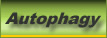 Autophagy
